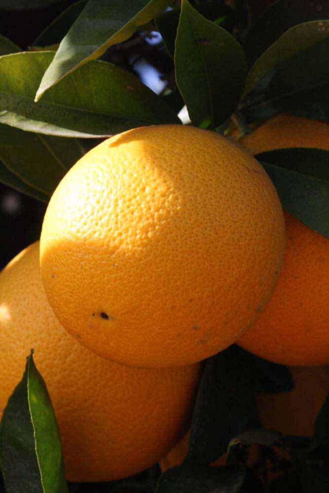              Fruit (Riverside, CA)       